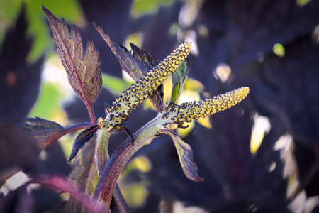 Closeup of unopened flower cluster buds on a bugbane