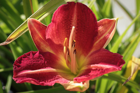Closeup of a daylily growing in the gardenの写真素材