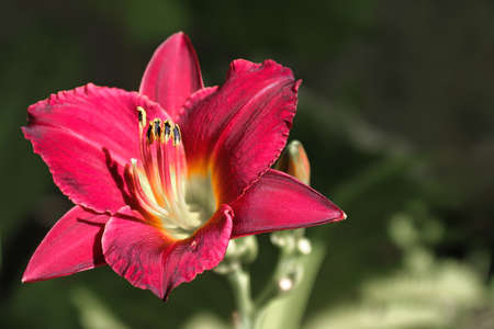 Red and yellow daylily against a blurred green backgroundの写真素材