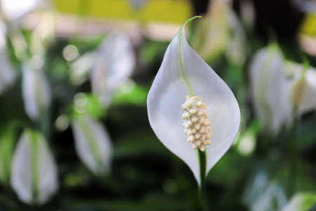 Closeup of a peace lily flower in full bloomの写真素材