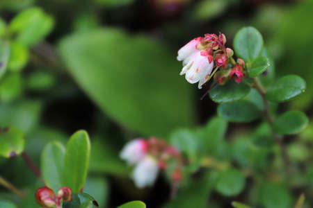 Delicate pink and cream flowers on cranberry plants.の写真素材