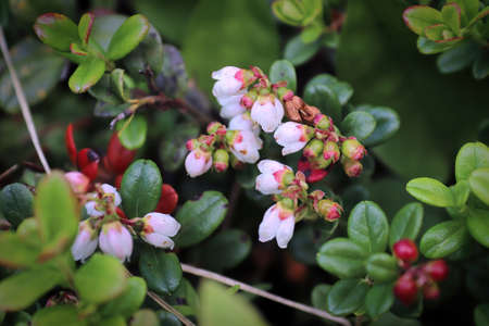 Delicate pink and cream flowers on lingonberry plants.の写真素材