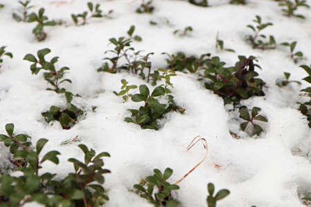 Evergreen cranberry plants inbetween cold winter snow.の写真素材