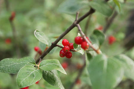 Closeup of ripe red buffaloberries on a shrub branch.の写真素材