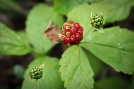 Tiny dwarf wild raspberries grow on the forest floor.