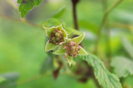 Wild immature green raspberry fruit forming on plants.の写真素材