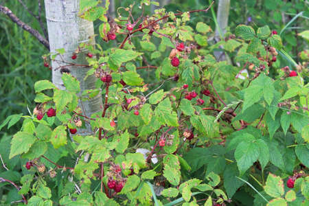 Wild raspberry bushes growing in the forest with red berries.