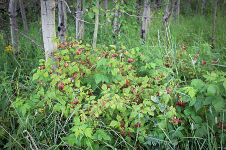 Wild raspberry bushes growing in the forest with red berries.