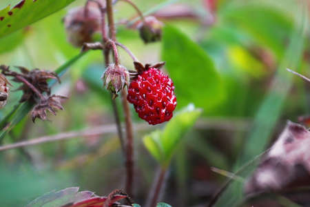 Macro of tiny wild ripe strawberries in the summer.