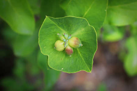 Closeup of Twining Honeysuckle unripe berries in summer.の写真素材