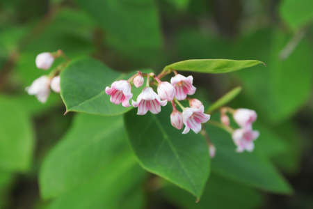 Macro of delicate pink flowers on Spreading Dogbane.の写真素材