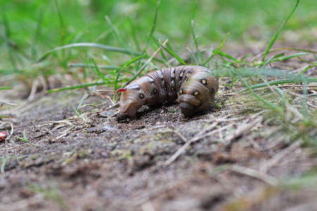 Closeup of a Bedstraw Hawkmoth caterpillar on the groundの写真素材