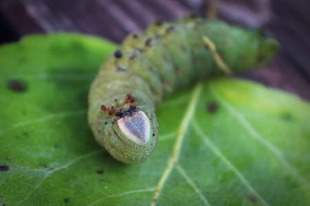 The head on an overturned poplar hawk-moth