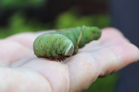 Macro of a poplar moth caterpillar being held in a handの写真素材