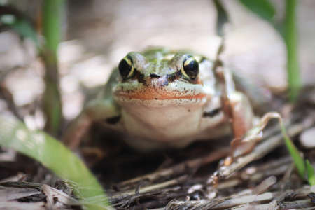 Macro of a woodfrog sitting in the tall grass