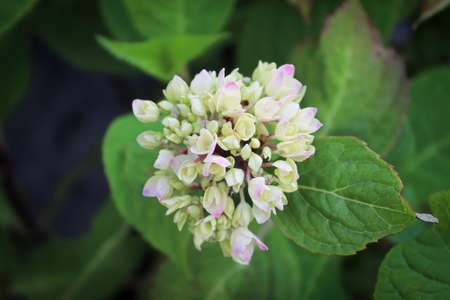 Top view of pink and white hydrangea flowers