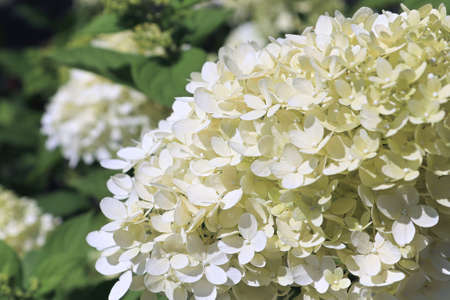 A background of white hydrangea blossoms in bloom