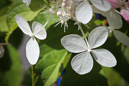 Macro of teo four leafed hydrangea flowers
