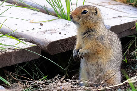 Side view of a ground squirrel sitting beside a boardwalk.