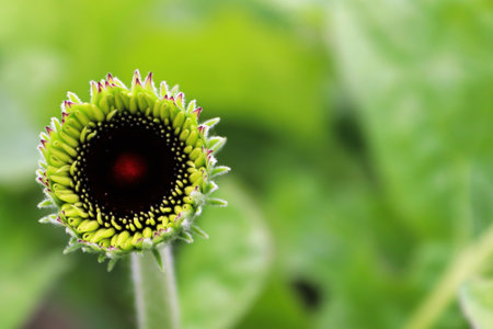 The black bud of a gerbera opening up.の写真素材