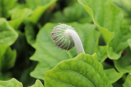 Back view of the hairy gerbera budの写真素材