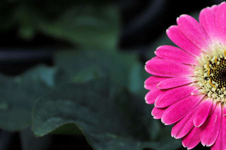 Macro of a pink Gerbera Daisy flower in the right hand sideの写真素材