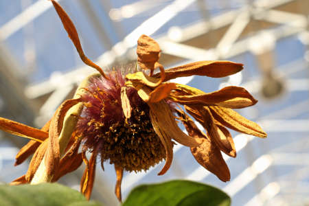 Closeup of the seed tufts on gerbera after bloomingの写真素材