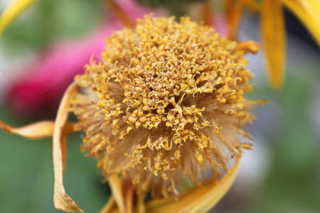 Macro of the seed tufts on gerbera after bloomingの写真素材