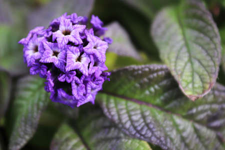 Closeup of purple heliptropium flowers in full bloomの写真素材