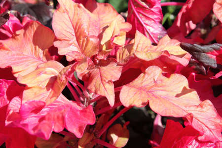 Macro of gold and pink leaves on an amaranth plant