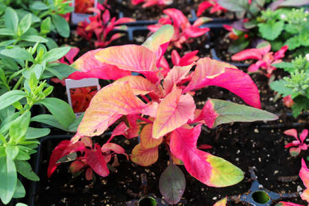 Colorful gold and pink leaves on an amaranth plant
