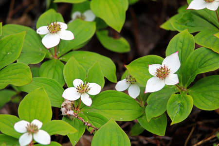 Closeup of Bunchberry Dogwood in full bloomの写真素材