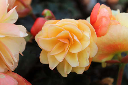 Macro background of peach begonia flowers in bloomの写真素材