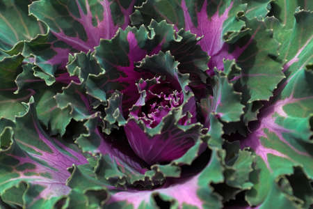 Macro of the center of ornamental bicolor kaleの写真素材