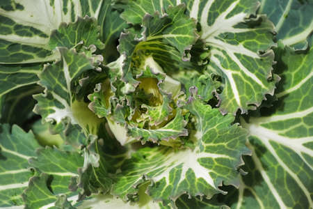 Macro of the center of ornamental bicolor kaleの写真素材