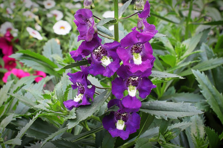 Purple and yellow snapdragon flowers on a stalkの写真素材