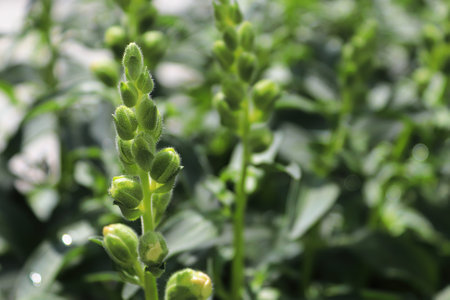 Snapdragon flower buds about to open upの写真素材