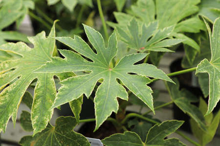 Closeup of the leaves on a Japonica Spider Web plantの写真素材