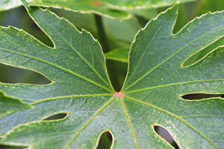 Macro of the leaves on a Japonica Spider Web plantの写真素材