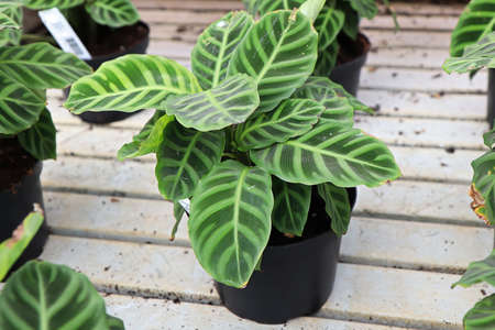A potted zebrina calathea plant on a water tableの写真素材