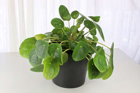 Closeup of a pilea plant against a white backgroundの写真素材