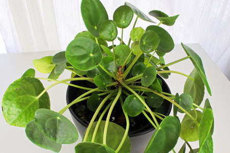 Macro photos of the leaves on a money pilea plantの写真素材
