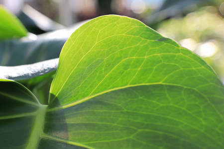 Closeup of the leaves on a swiss cheese monstera plant