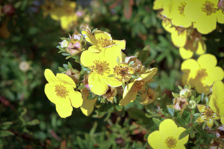 Closeup of yellow potentilla shrub flowers in summerの写真素材