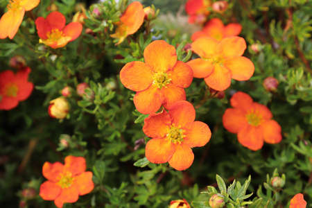 Closeup of orange potentilla shrub flowers in summerの写真素材