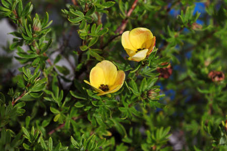 Closeup of yellow potentilla shrub flowers in summerの写真素材