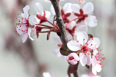 Delicate sand cherry blossoms blooming in springの写真素材