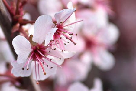 Macro of delicate sand cherry blossoms blooming in springの写真素材
