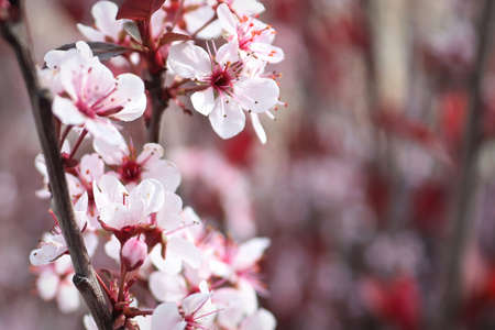 Purple Leaf Plum blossoms blooming in springの写真素材