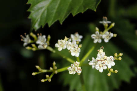 Closeup of flowers on a Arrowwood viburnum shrubの写真素材